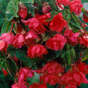 begonia retombant rose